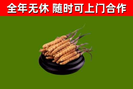 古浪回收冬虫夏草
