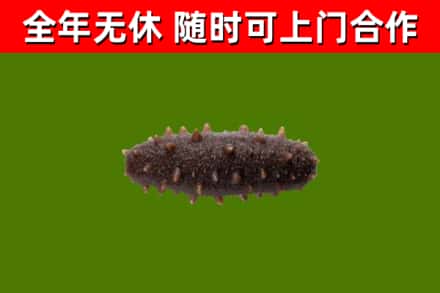 古浪回收海参干